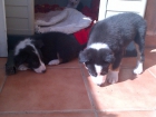 Vendo cachorros border collie - mejor precio | unprecio.es