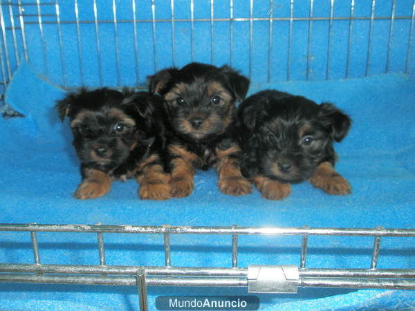 YORKSHIRE TERRIER 400 E