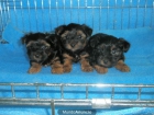 YORKSHIRE TERRIER 400 E - mejor precio | unprecio.es