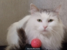 adopcion gata siberiano - mejor precio | unprecio.es