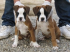 cachorro de boxer 350€ - mejor precio | unprecio.es