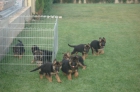 CACHORROS PASTOR DEL CAUCASO. - mejor precio | unprecio.es