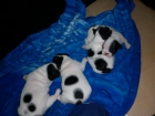 camadita bulldog frenchis - mejor precio | unprecio.es