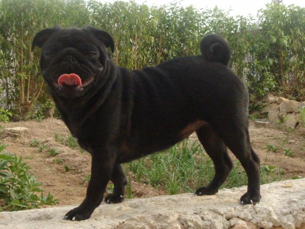 carlinas negra LOE