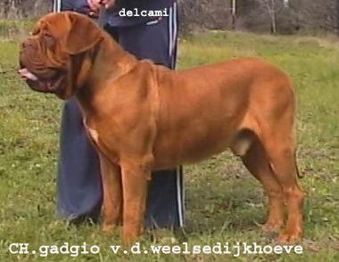 DOGOS de BURDEOS hijos del campeon GADGIO