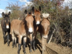 MULETOS AL DESTETE CON CAPA - mejor precio | unprecio.es