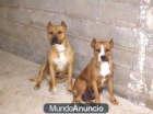 PIT BULL AMERICAN TERRIER MUY GUAPOS - mejor precio | unprecio.es