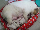 vendo cachorros de pitbull - mejor precio | unprecio.es