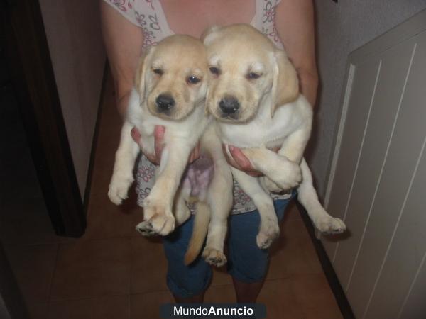 VENTA DE LABRADORES DE COLOR CREMA CON PEDIGREE MACHOS Y HEMBRAS