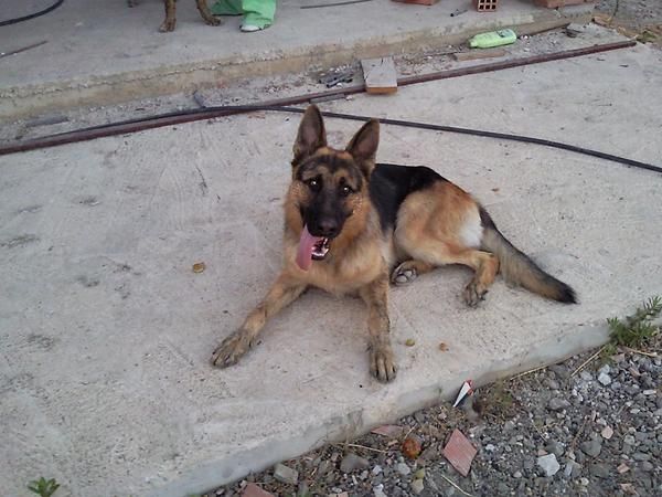 cachorros de pastor aleman