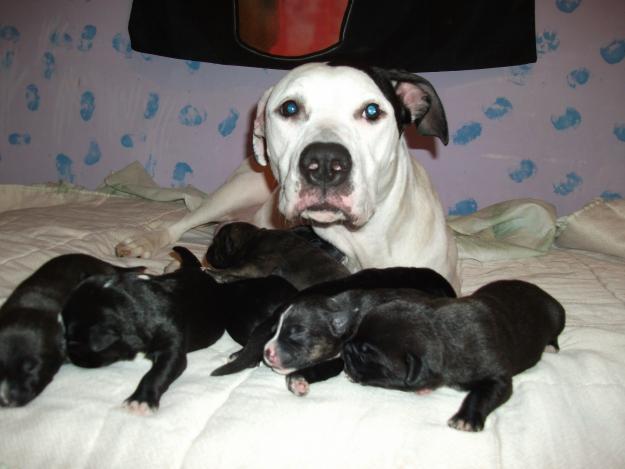 Cachorros de pitbull