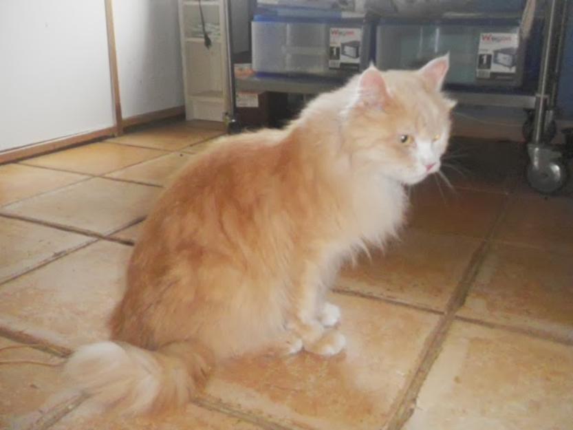 Carolo, un persa naranja en adopción