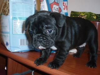 Excelente camada de Bulldog Frances