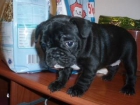 Excelente camada de Bulldog Frances - mejor precio | unprecio.es