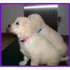 Inglés cachorros Golden Retriever. - mejor precio | unprecio.es