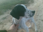 pointer cachorro excelente para caza - mejor precio | unprecio.es