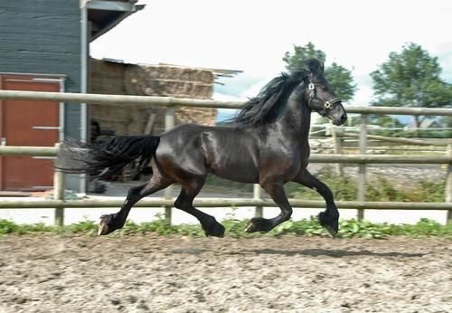 PRECIOSO CABALLO FRISON CASTRADO EN VENTA