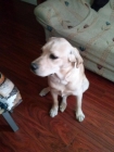 Regalo Labrador Retriever con 10 meses... - mejor precio | unprecio.es