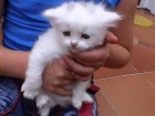 se vende gatos persas bllancos - mejor precio | unprecio.es
