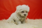 BICHON MALTES PRECIOSOS CACHORROS DISPONIBLES PARA ENTREGAR - mejor precio | unprecio.es