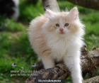 Bosque de Noruega -Petits Felins- - mejor precio | unprecio.es