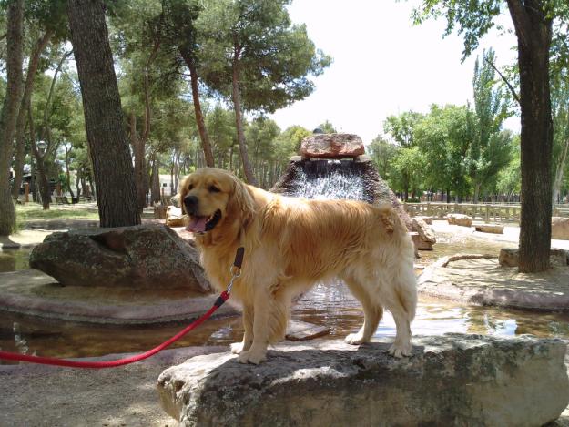 Busco novia para golden retriever