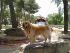 Busco novia para golden retriever - mejor precio | unprecio.es