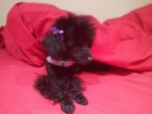 cachorra de caniche toy - mejor precio | unprecio.es