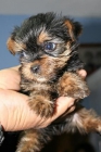 FOX TERRIER, BEAGLE, YORKSHIRE TERRIER TOY, COCKER INGLES, BOXER, SHARPEI, BICHON - mejor precio | unprecio.es