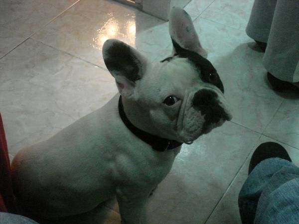 MONA BULLDOG FRANCES