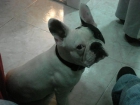 MONA BULLDOG FRANCES - mejor precio | unprecio.es