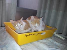 Nina y nuno, gatito y su mami, madrid