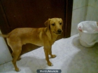 Regalo Dos Perros Un Macho y Una Hembra - mejor precio | unprecio.es