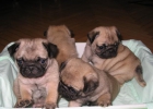 Vendo cachorros  Carlinos de pura raza - mejor precio | unprecio.es