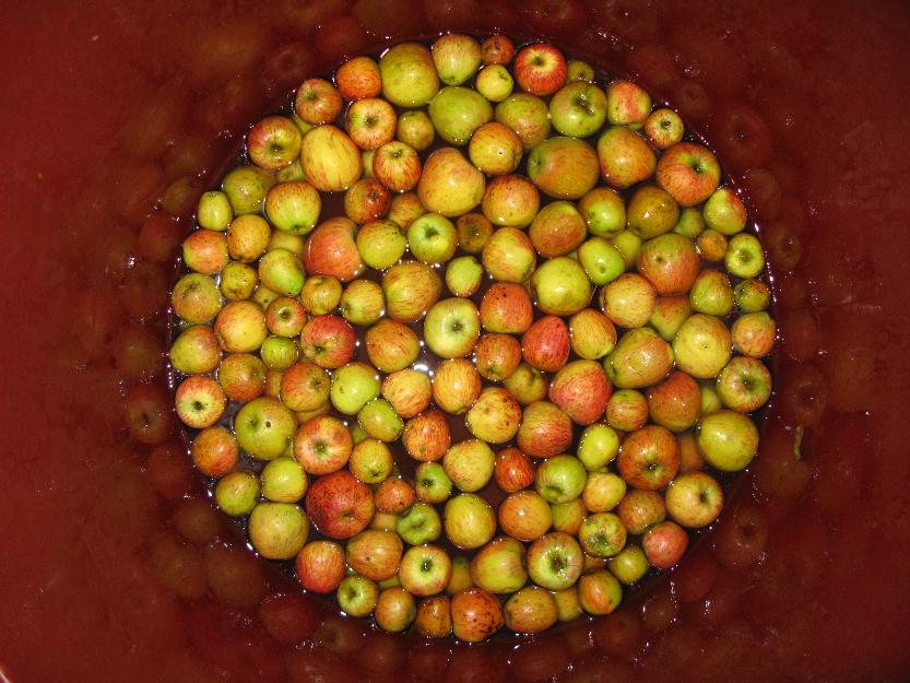 Venta de Manzana de Sidra Ecológica
