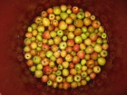 Venta de Manzana de Sidra Ecológica - mejor precio | unprecio.es