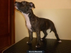 Venta hembra American Staffordshire atigrada - mejor precio | unprecio.es