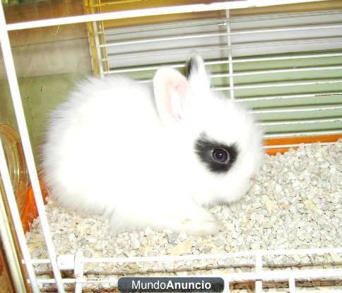 Conejos Toy en Coín, pequeños y peludos.