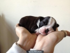 BOSTON TERRIER CAMADA DISPONIBLE - mejor precio | unprecio.es