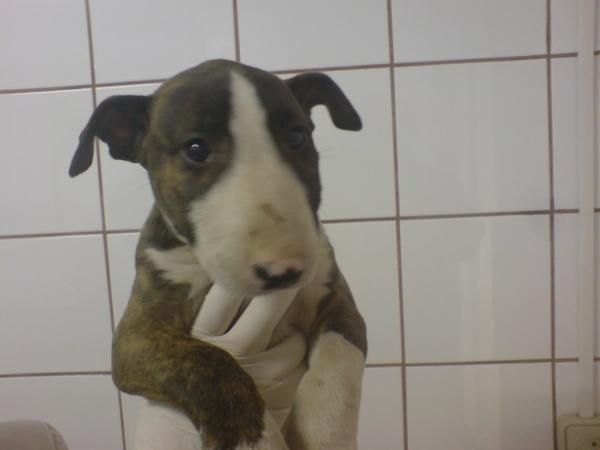Bull Terrier: venta de cachorros