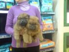 CACHORRITOS DE CHOW CHOW , PRECIOSOS 300 EUROS - mejor precio | unprecio.es
