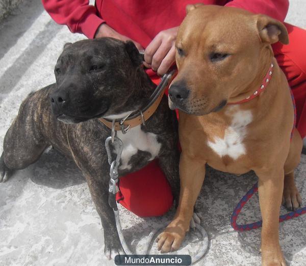 cachorros de american pitbull terrier