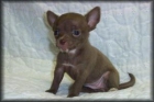 CHIHUAHUA BLANCO - mejor precio | unprecio.es
