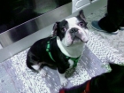 bulldog frances busca novia - mejor precio | unprecio.es