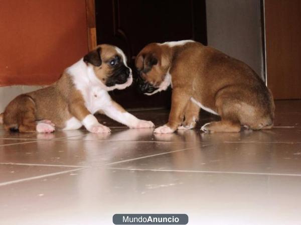 Cachorros boxer de calidad para usted en esta temporada.