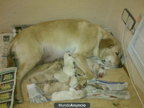 CAMADA DE LABRADORES