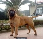 Excelente camada de Bullmastiff - mejor precio | unprecio.es