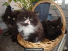 Gatitos persas - mejor precio | unprecio.es