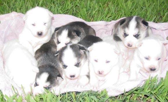 Husky siberiano cachorros.