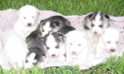 Husky siberiano cachorros. - mejor precio | unprecio.es